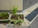 img0013.jpg