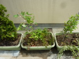 img0014.jpg