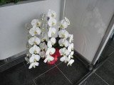 img0036.jpg