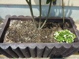 img0003.jpg