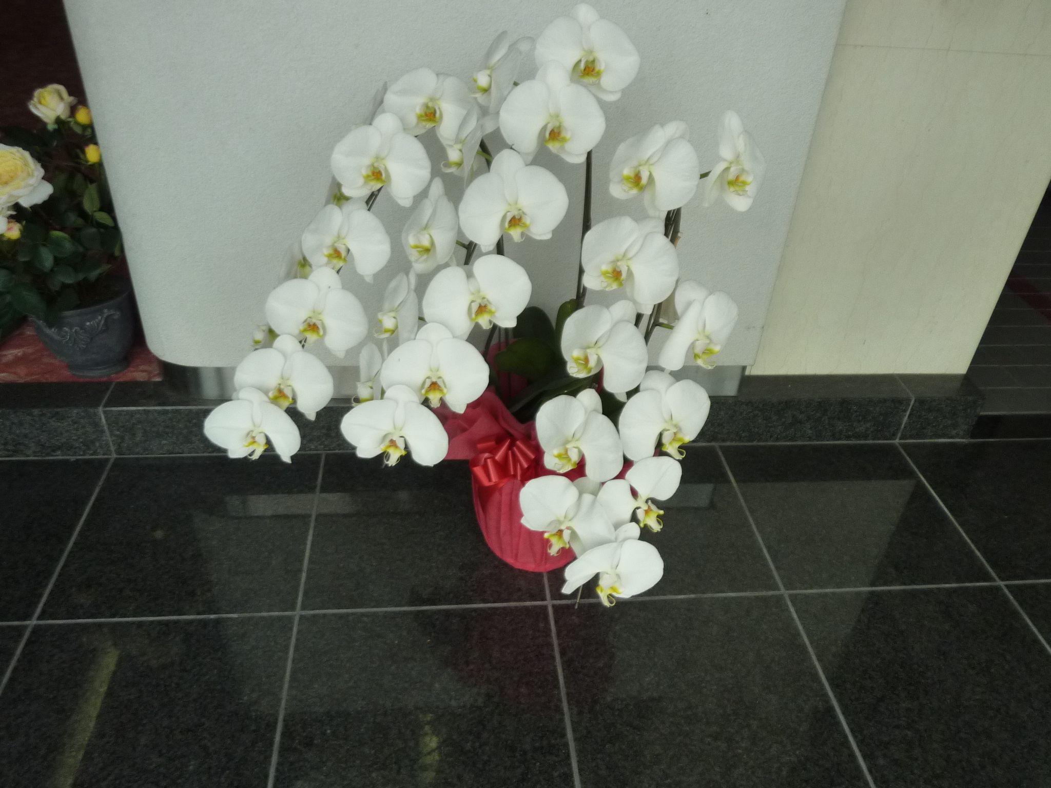 P1130685.JPG