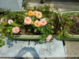 img0014.jpg