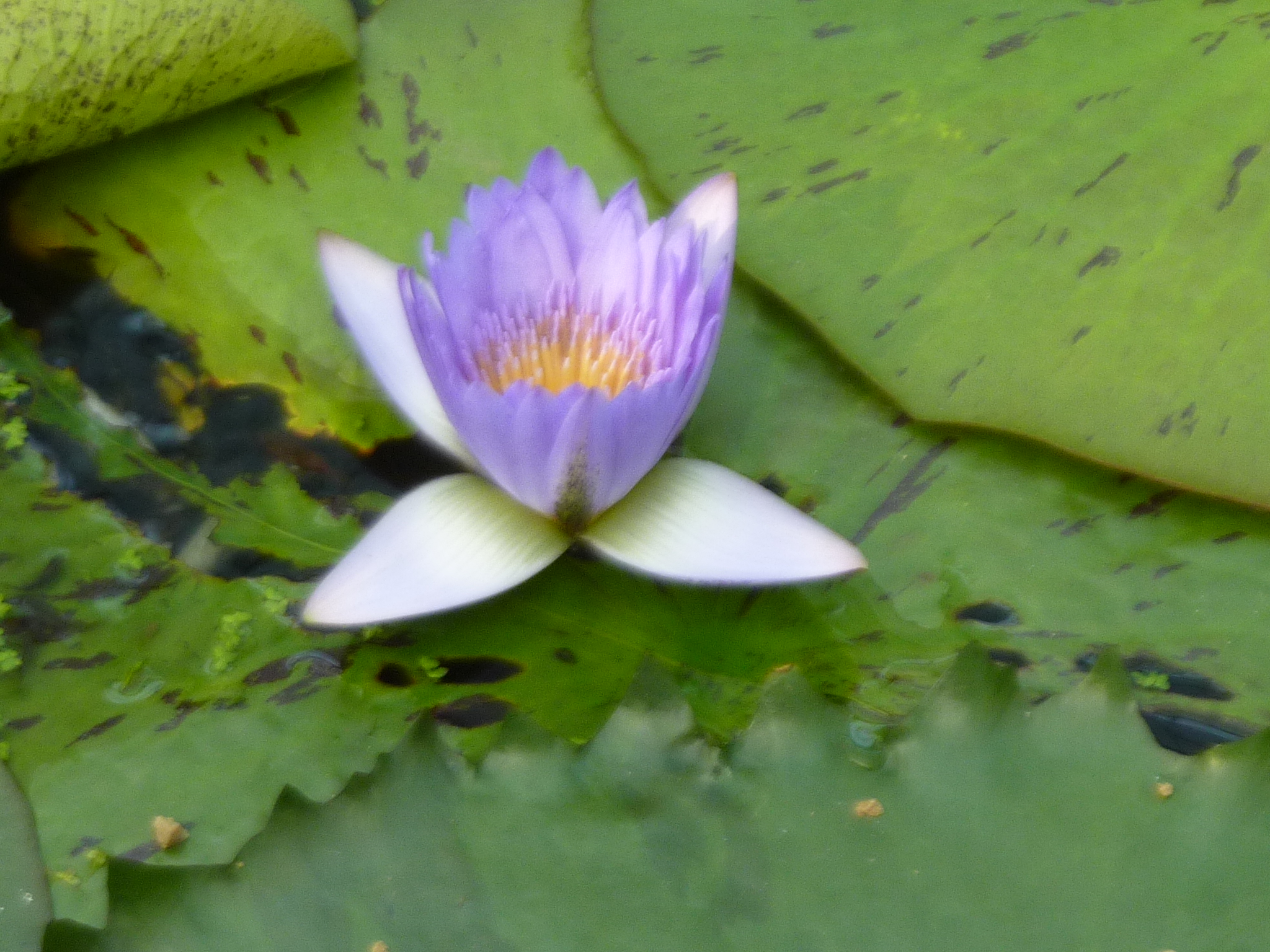 P1130948.JPG