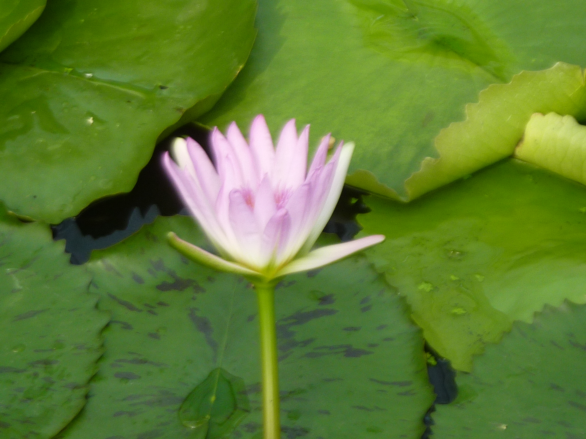 P1130949.JPG