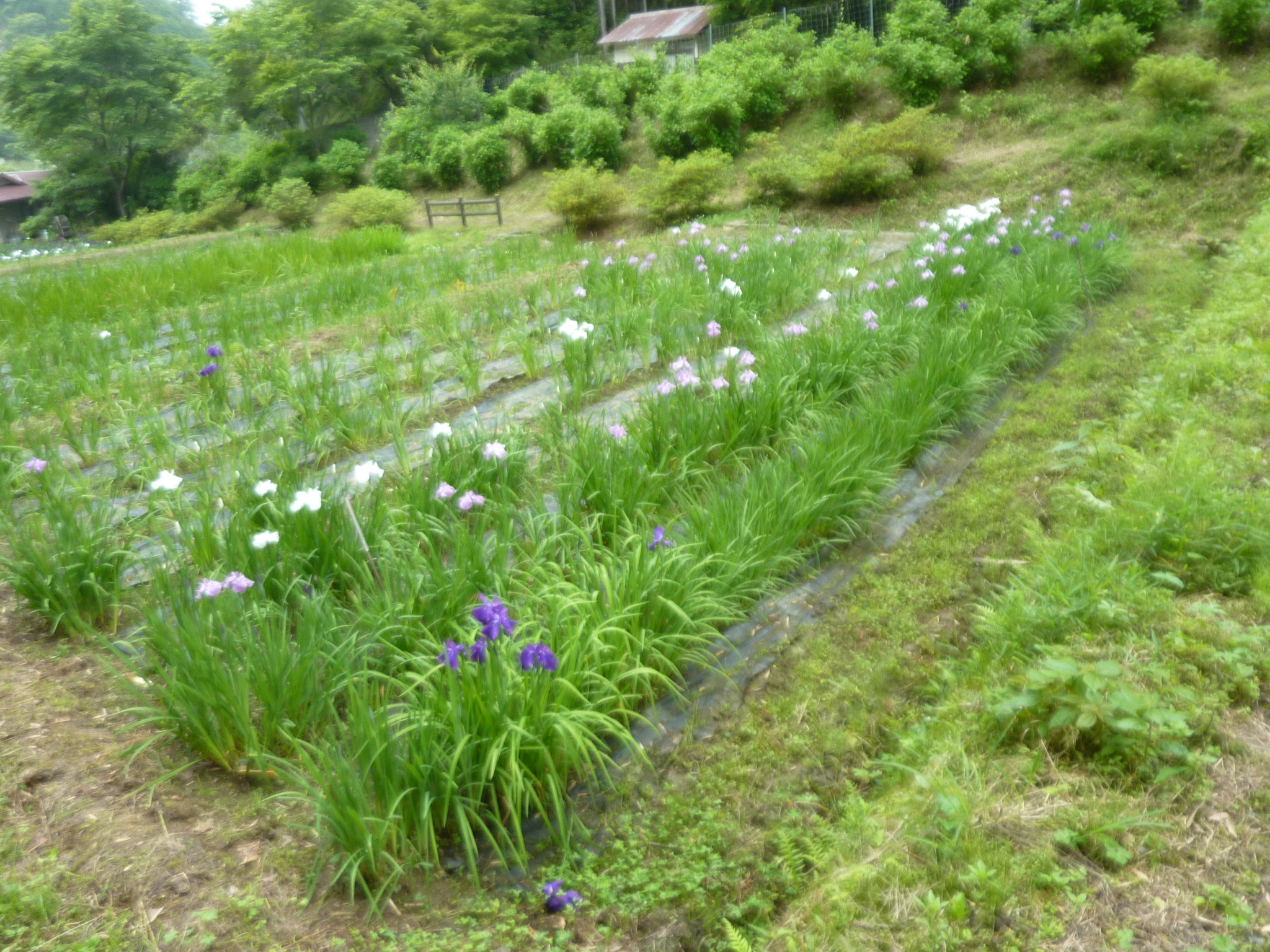 P1140069.JPG