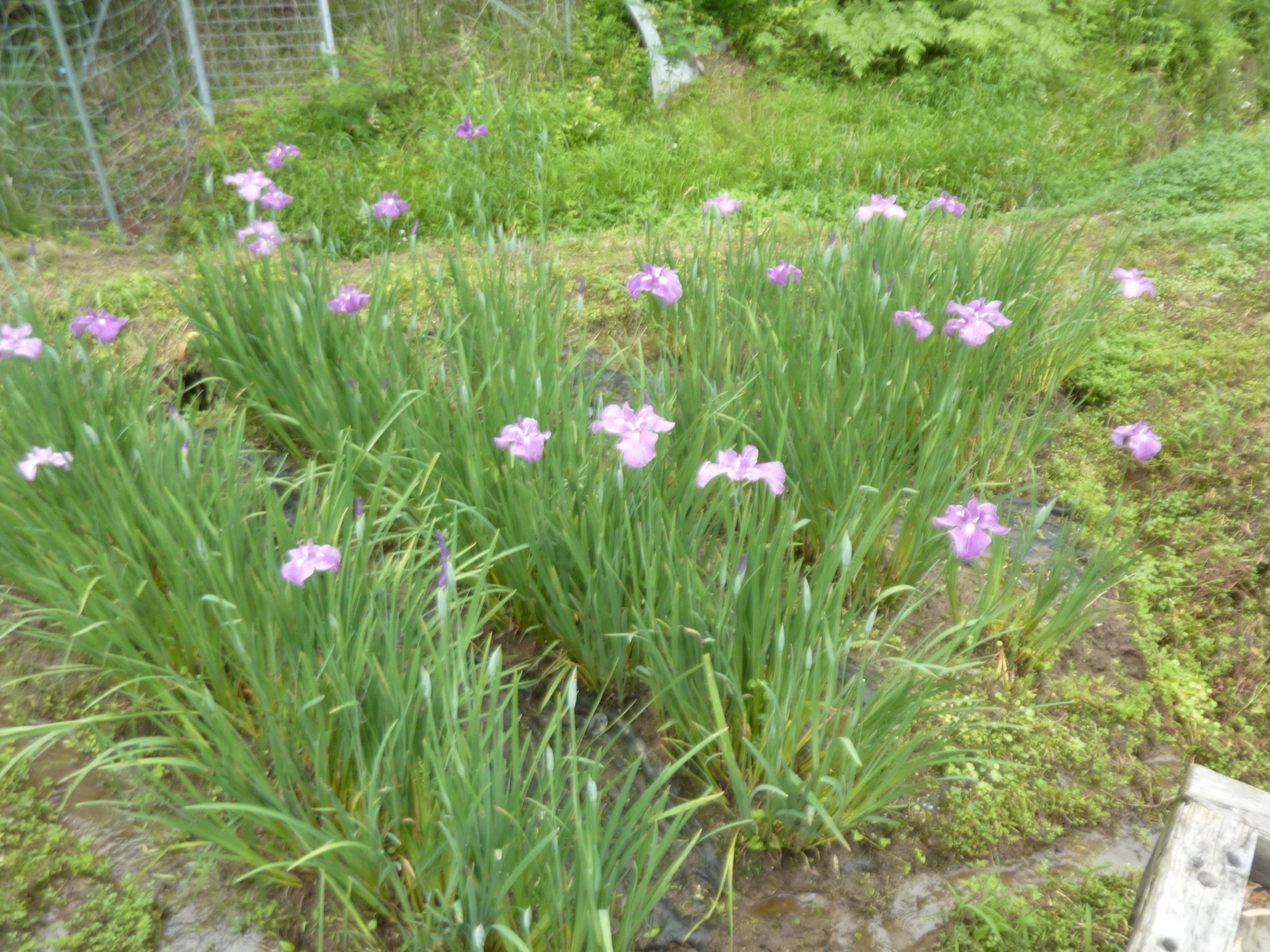 P1140079.JPG