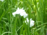 img0003.jpg