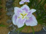 img0011.jpg