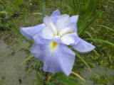 img0013.jpg