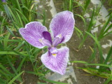 img0036.jpg