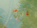 img0006.jpg