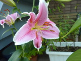 img0009.jpg