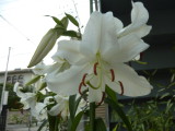 img0007.jpg