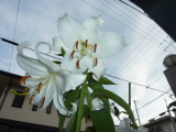 img0010.jpg