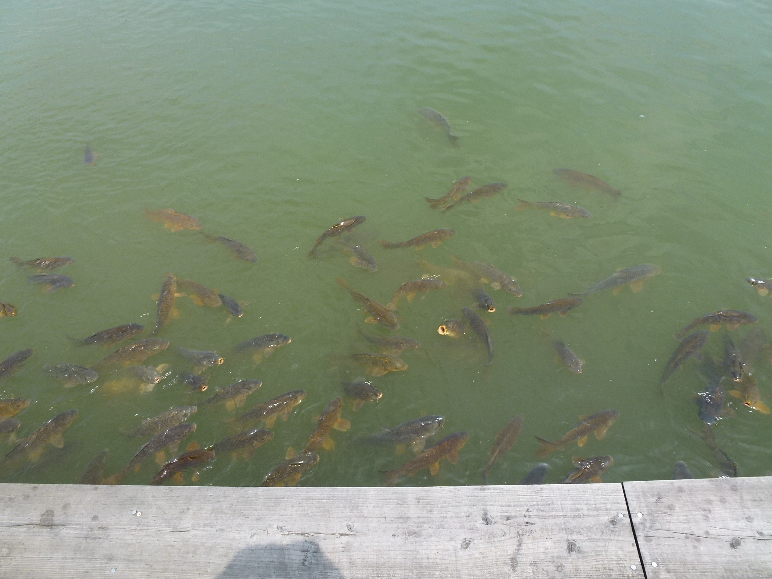 P1000093.JPG