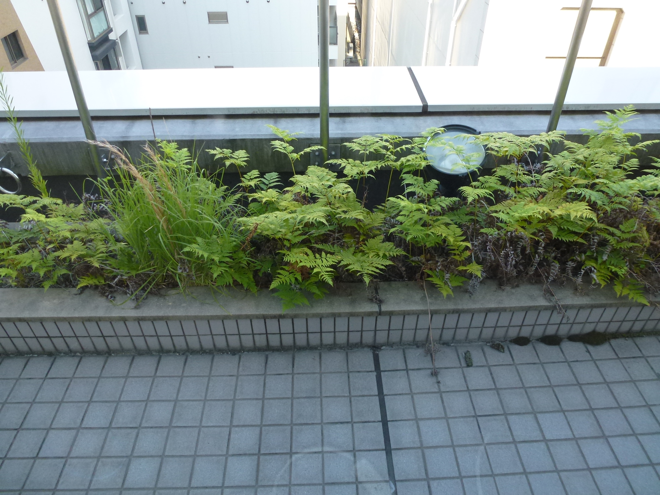 P1000342.JPG