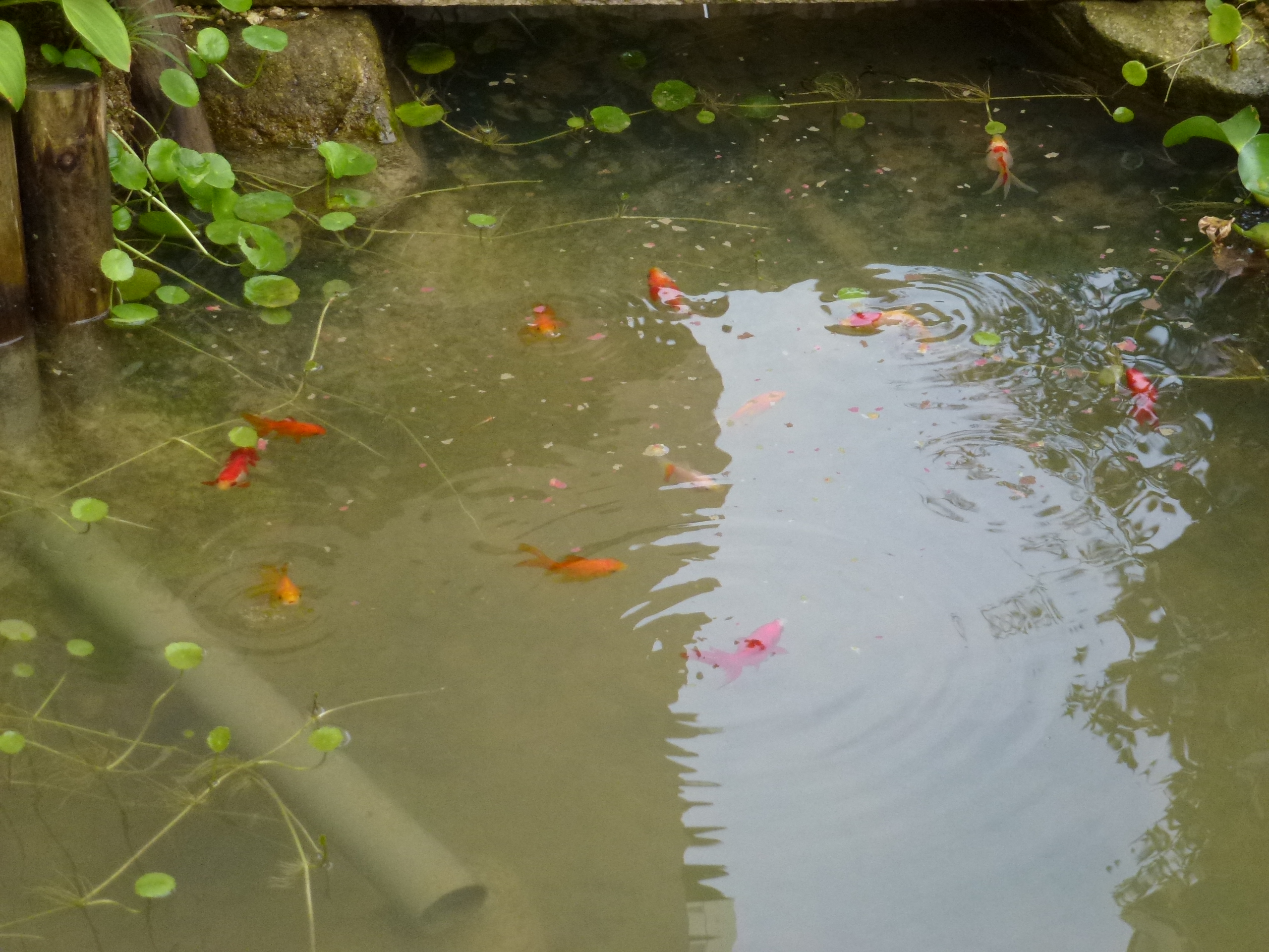 P1000565.JPG