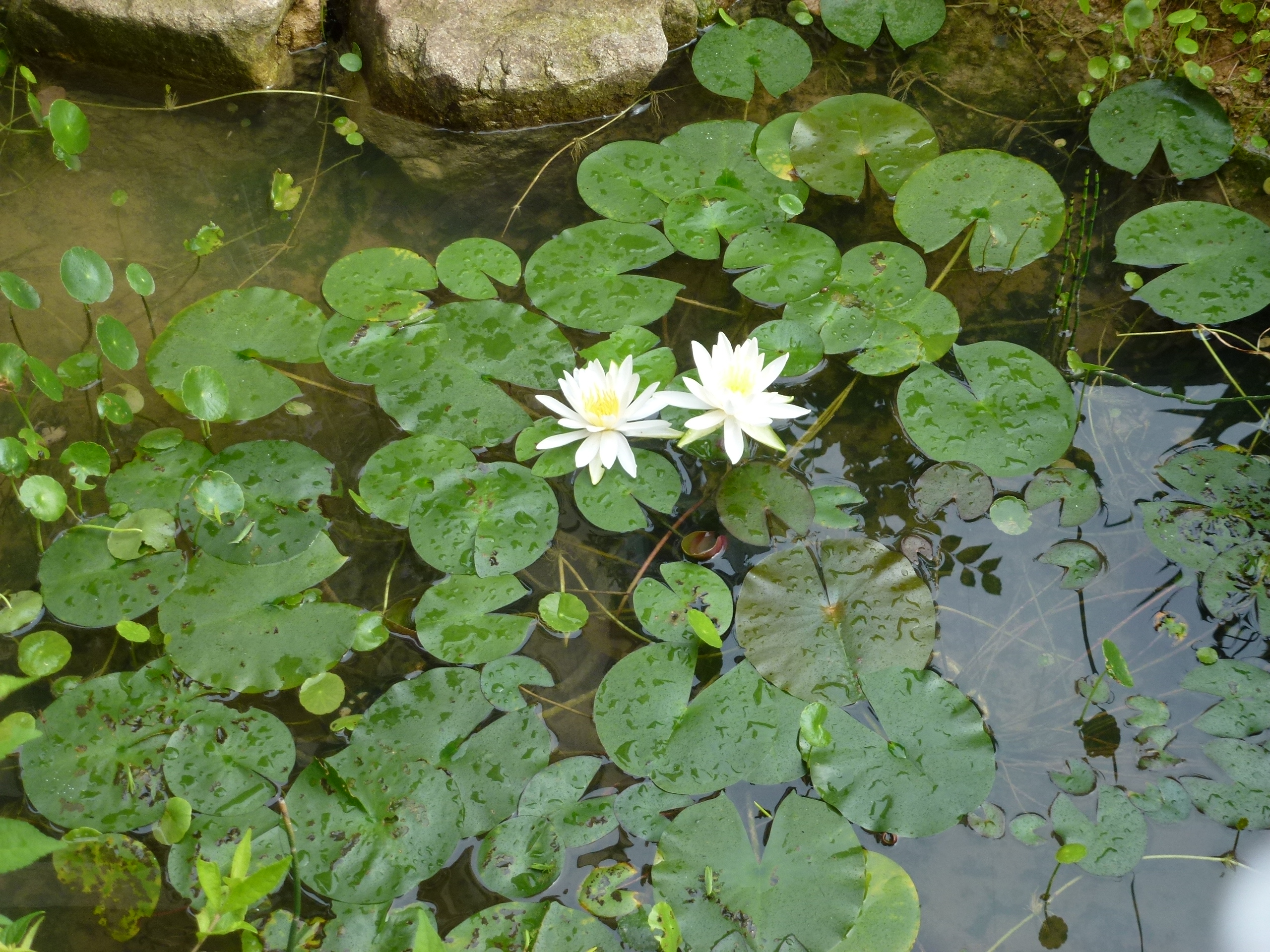 P1000566.JPG