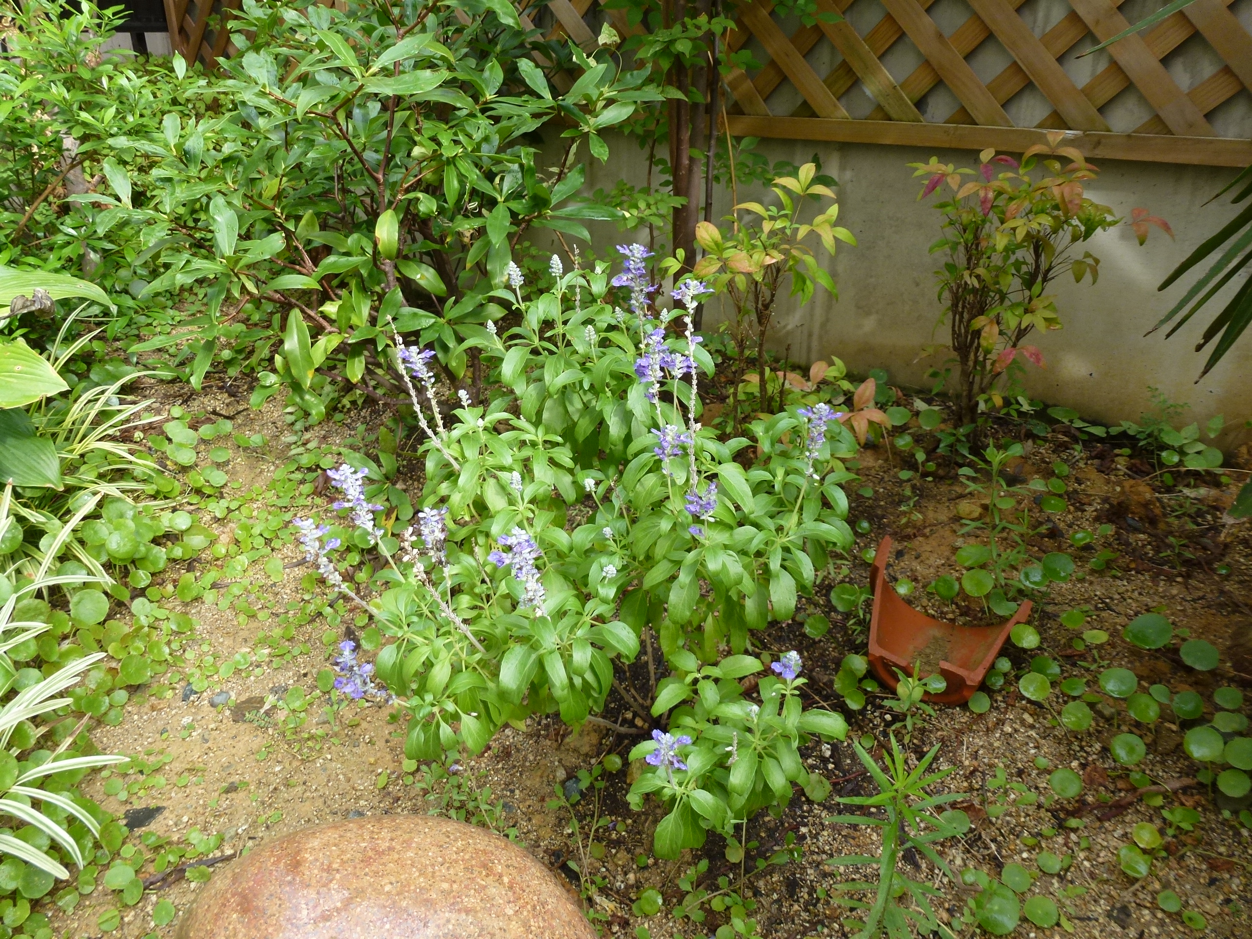 P1000571.JPG
