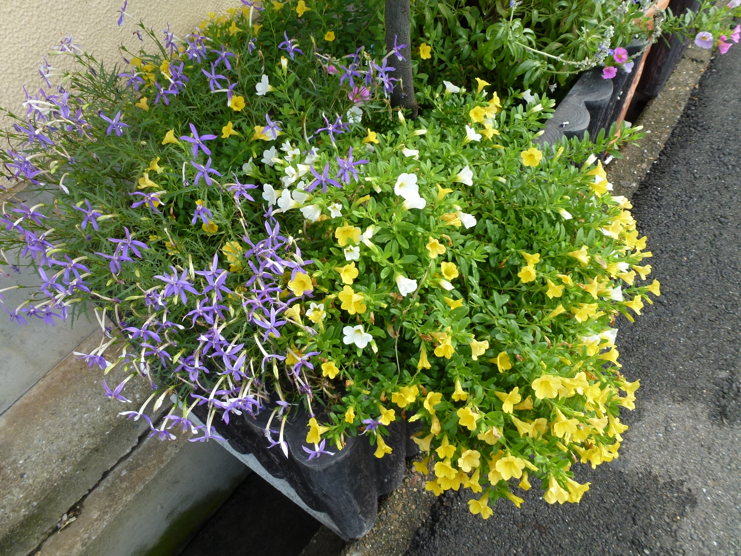 P1000575.JPG