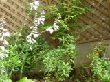 img0004.jpg