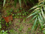 img0005.jpg