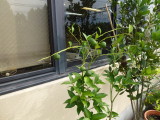 img0011.jpg