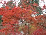 img0009.jpg