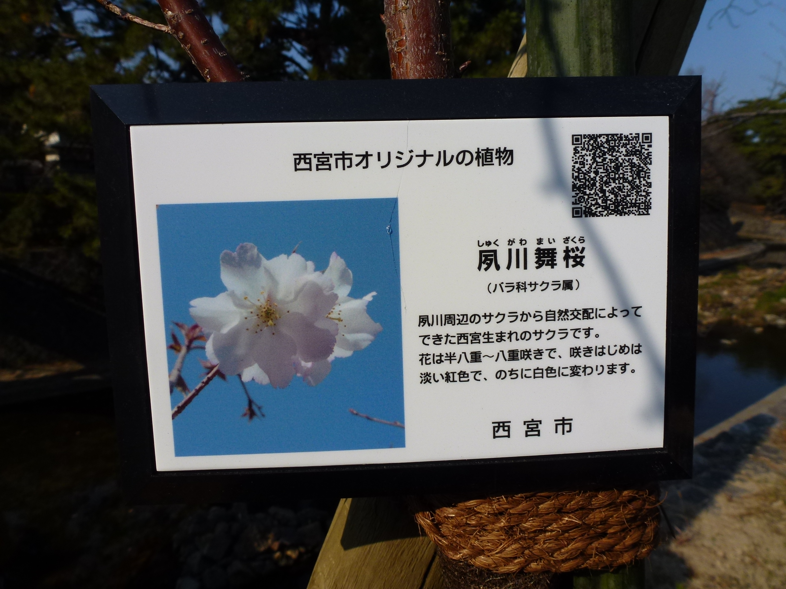 P1010965.JPG