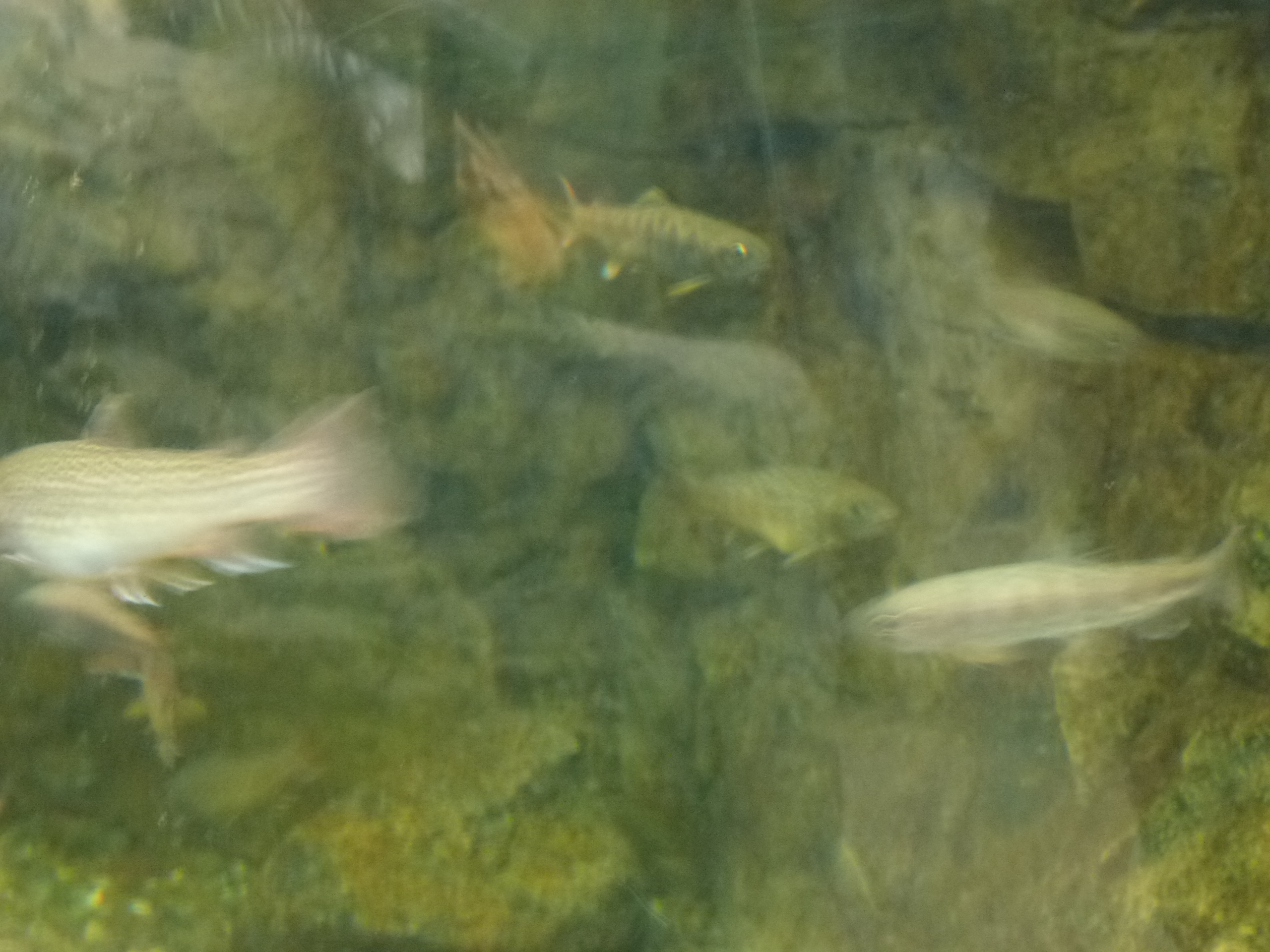 P1020419.JPG