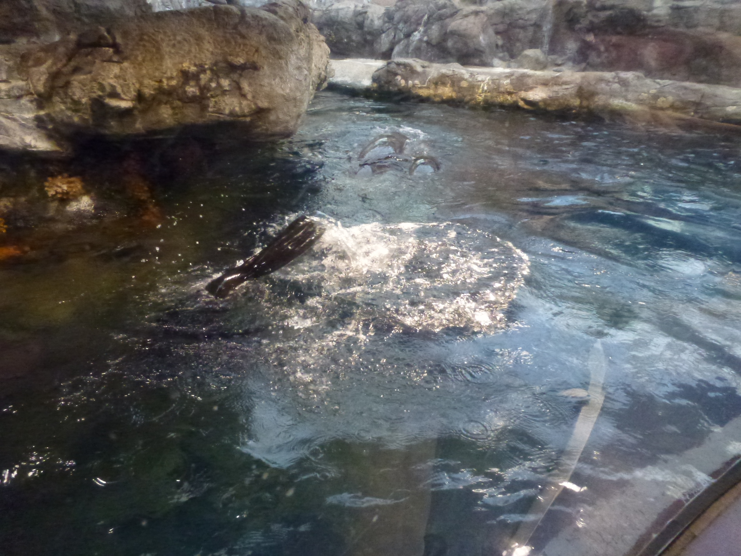 P1020433.JPG