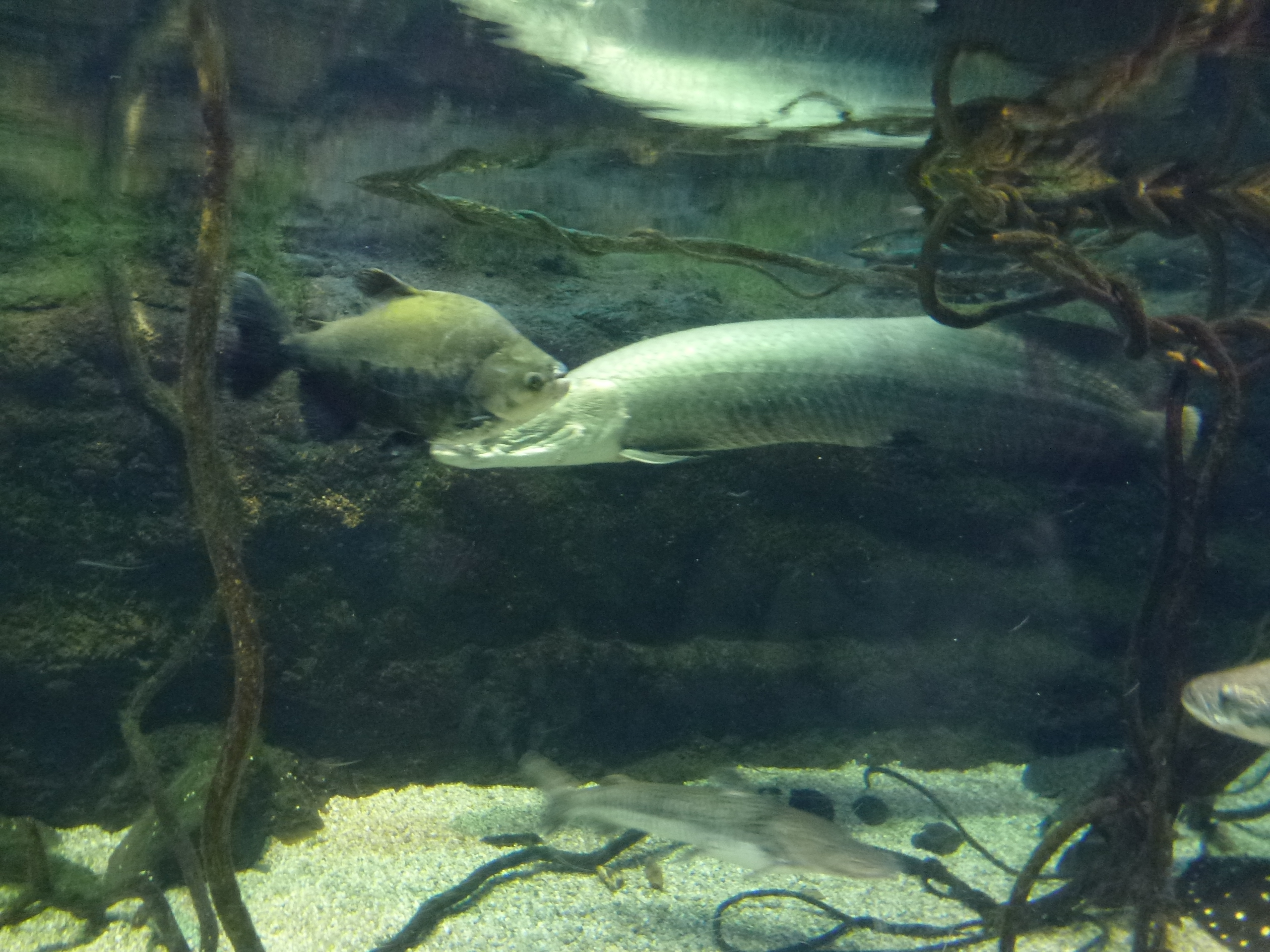 P1020443.JPG