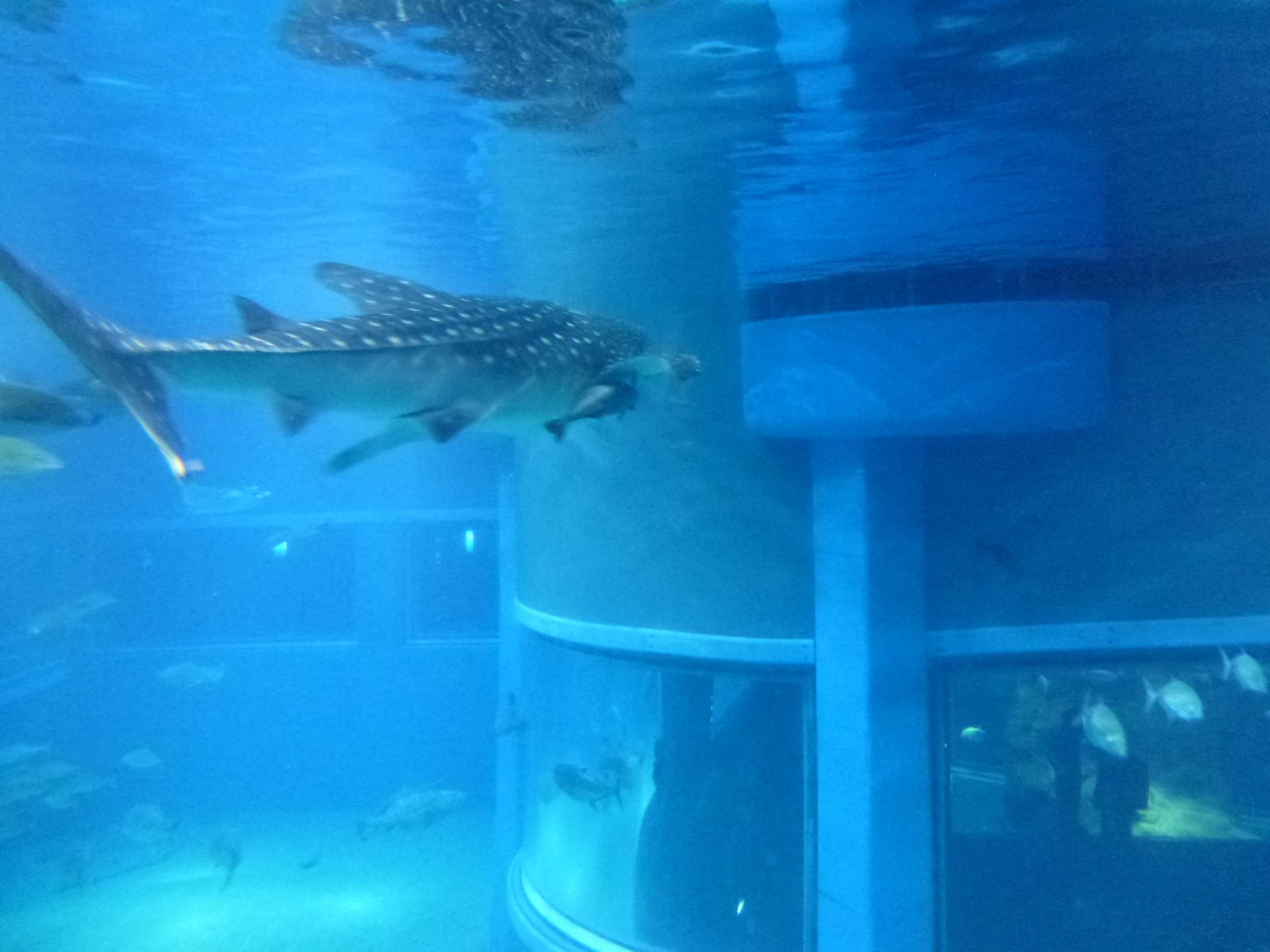 P1020467.JPG