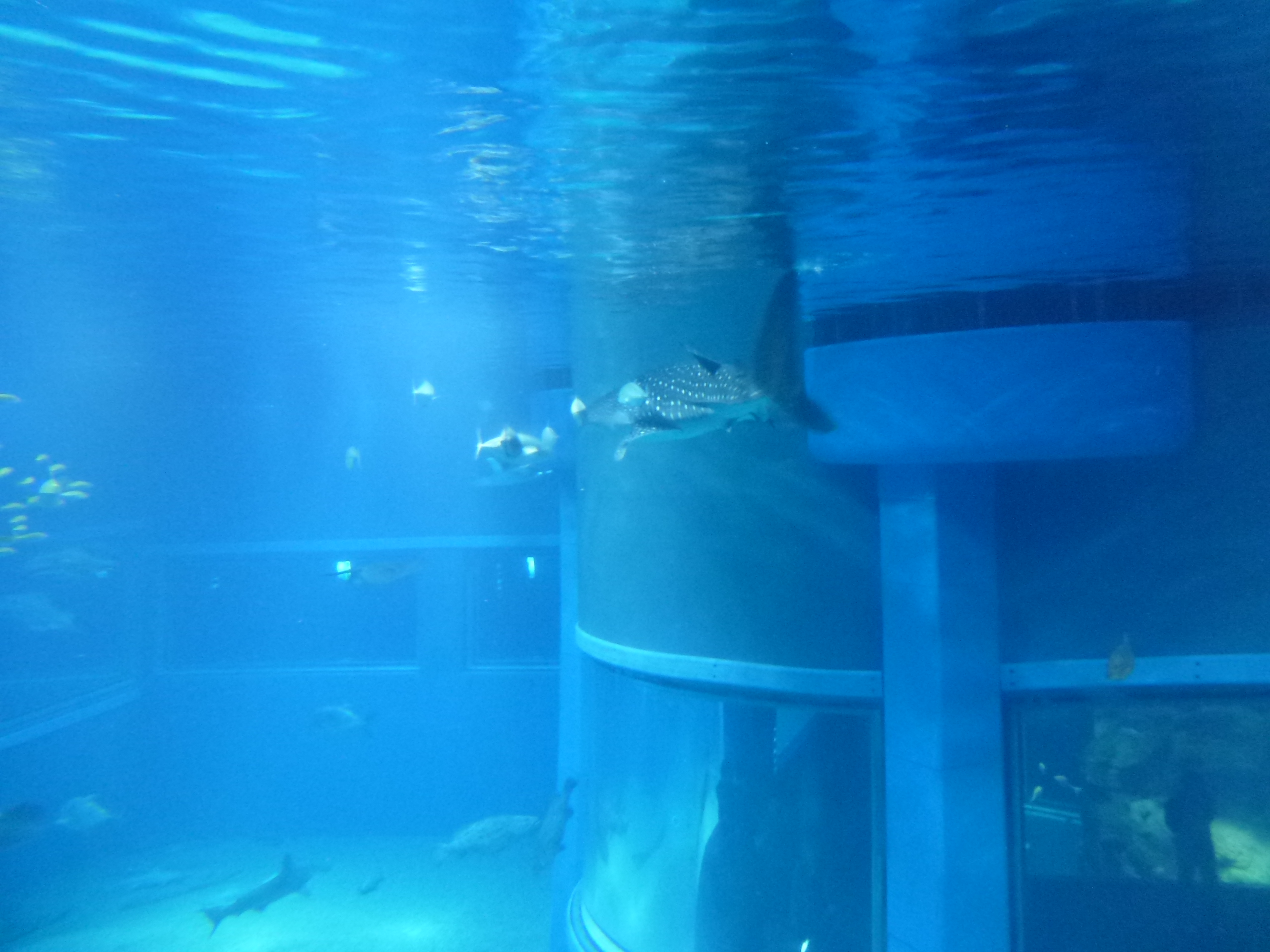 P1020468.JPG