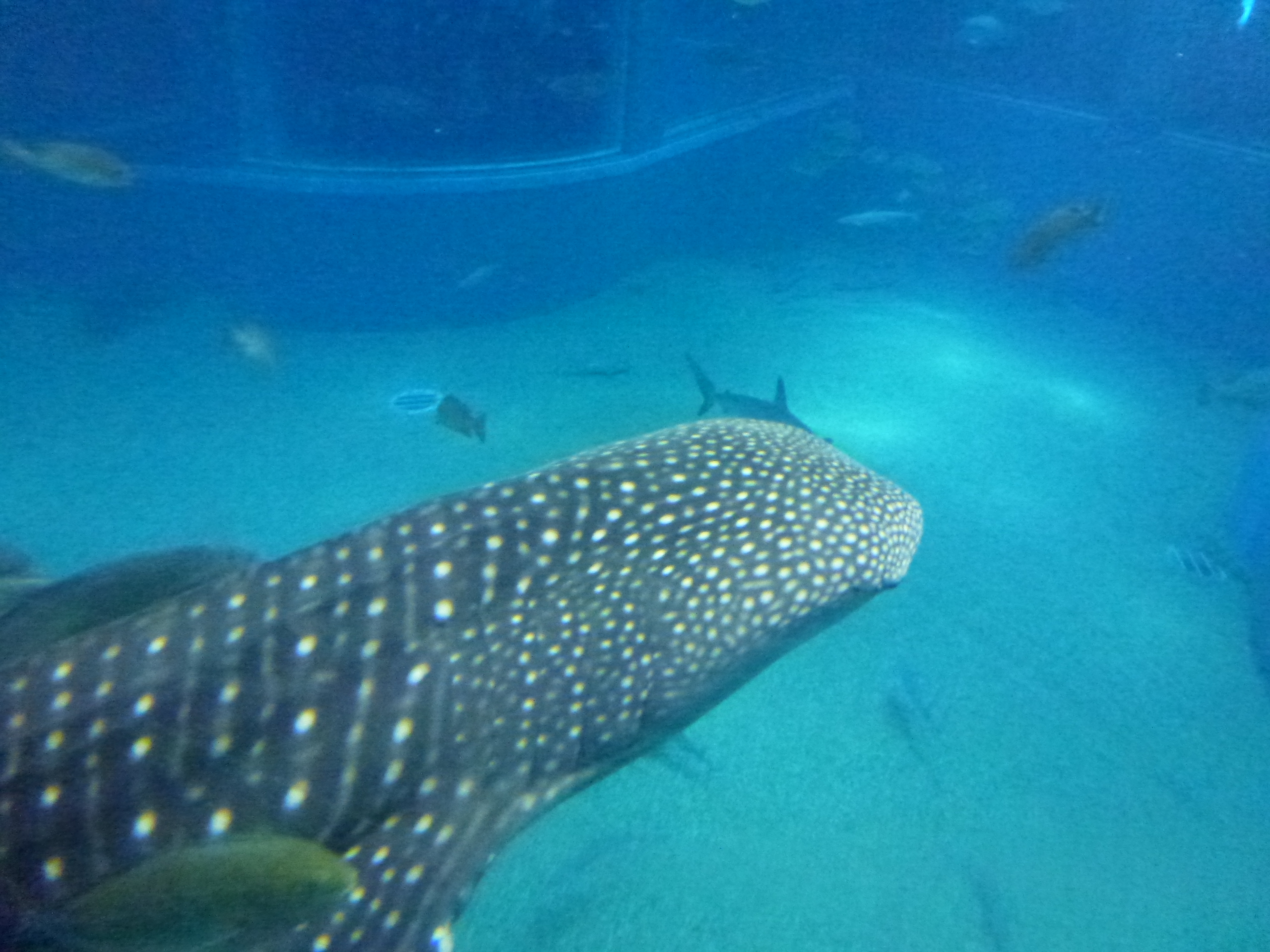 P1020473.JPG