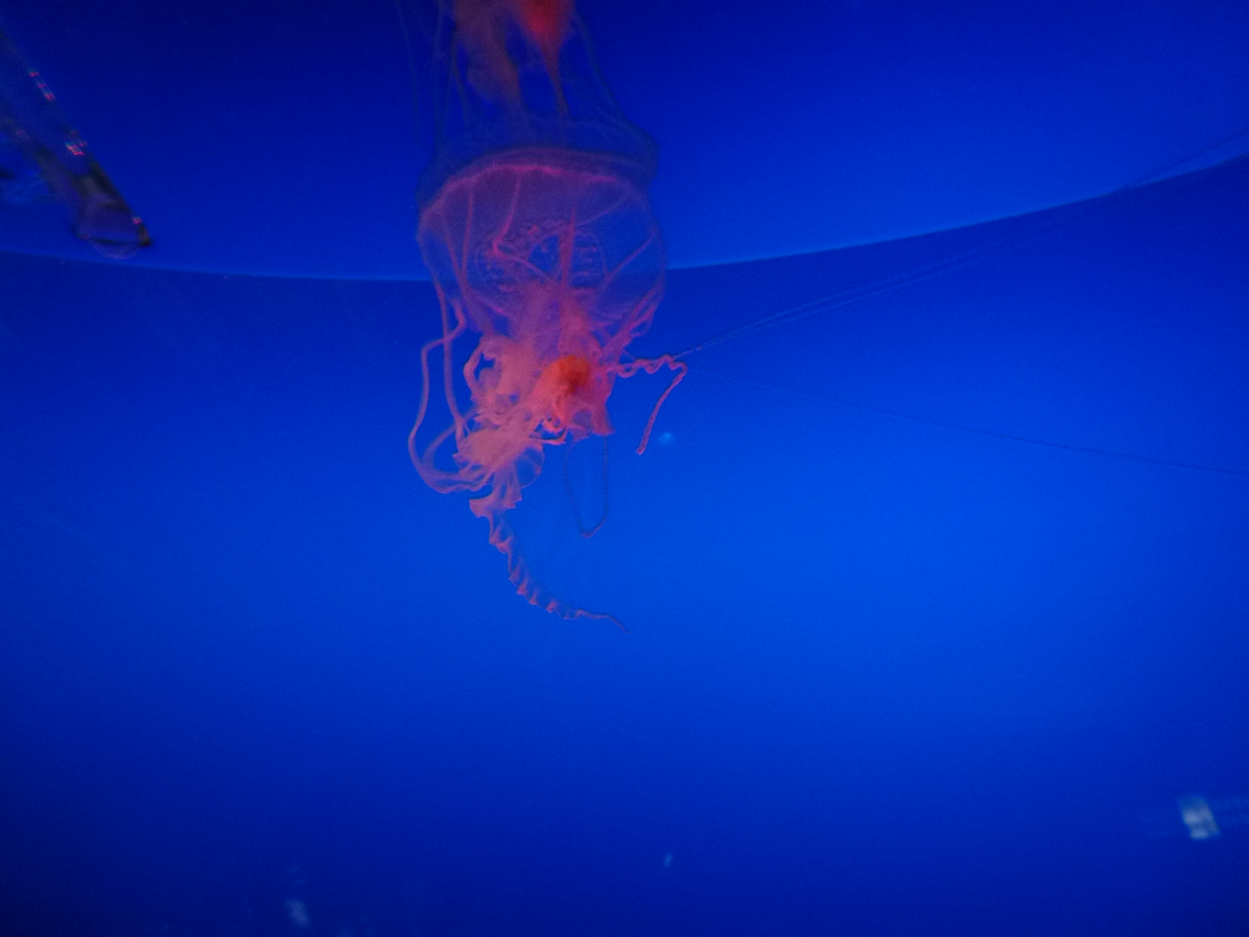 P1020520.JPG