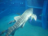 img0060.jpg