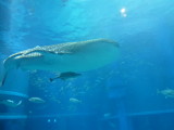 img0075.jpg
