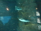 img0080.jpg