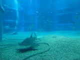 img0087.jpg