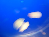 img0093.jpg