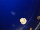 img0095.jpg