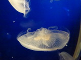 img0097.jpg