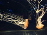 img0100.jpg
