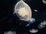 img0107.jpg