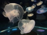 img0108.jpg